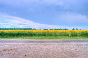 Yellow Field